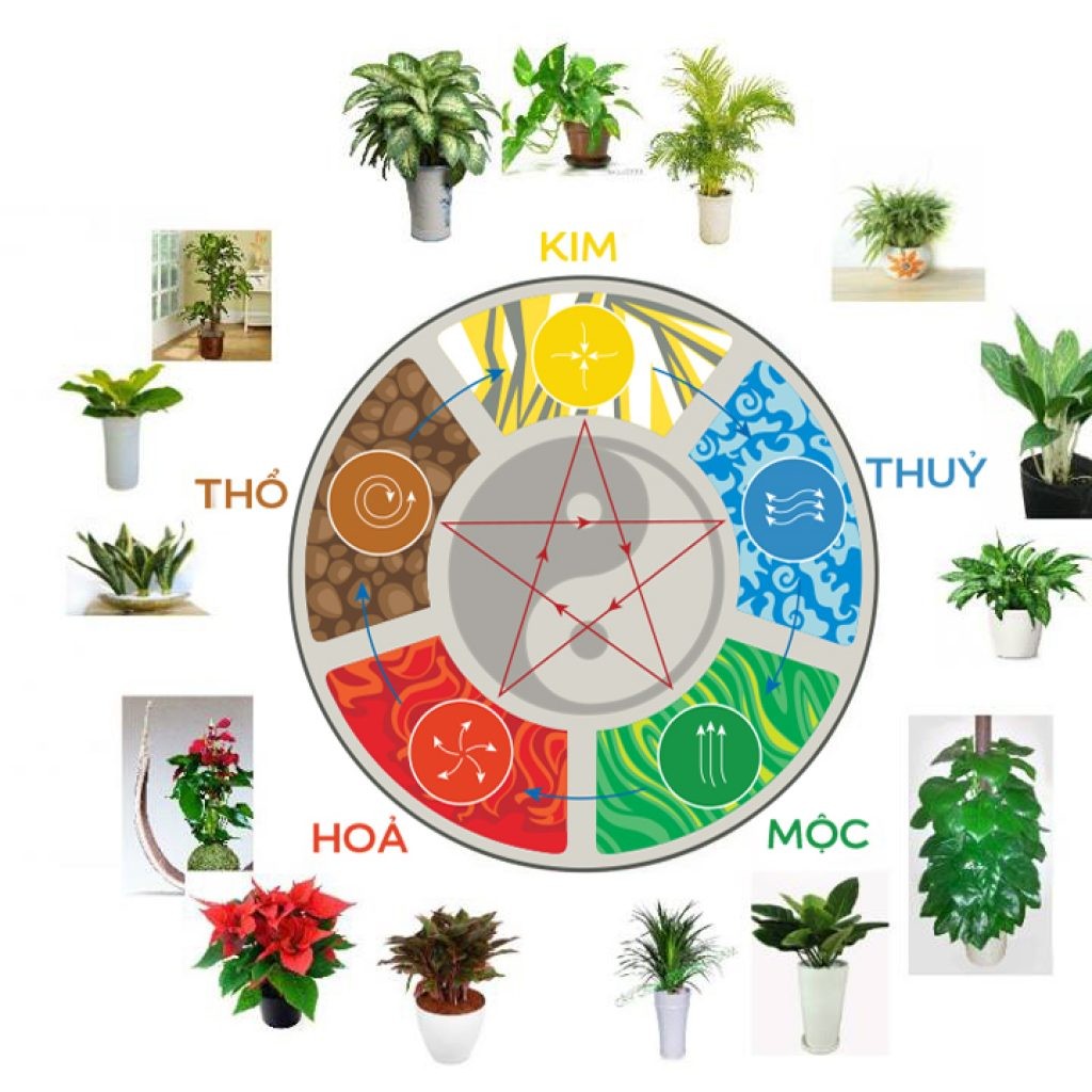 Cây trồng phong thủy phòng khách