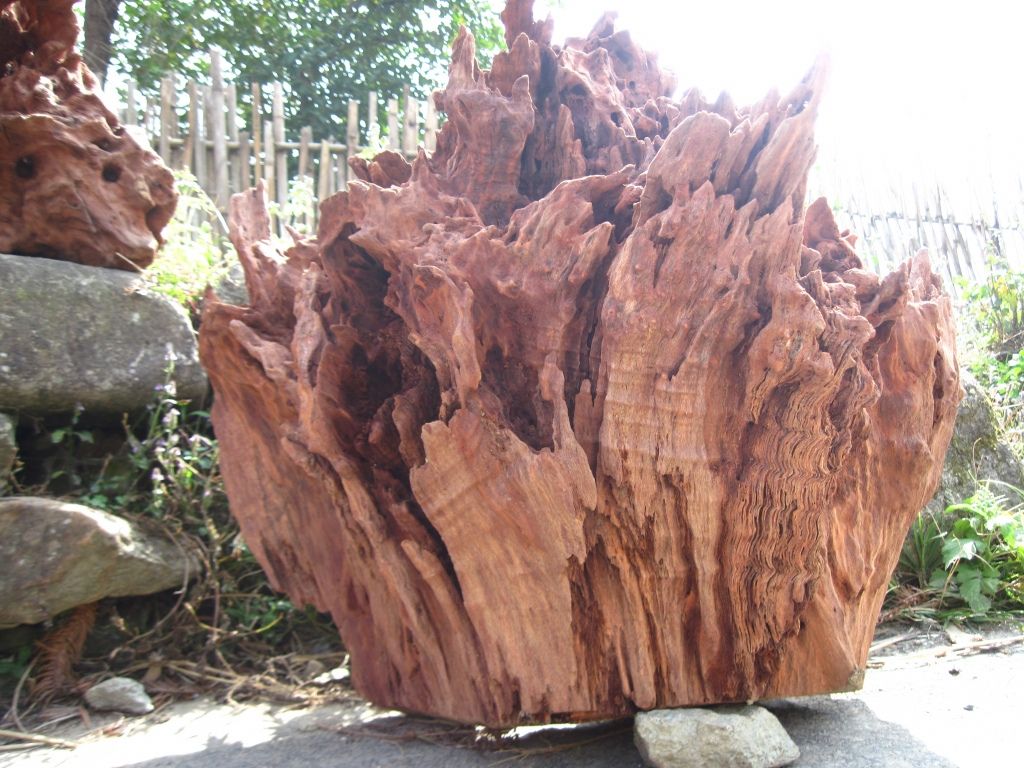 Gỗ lũa đẹp nằm trong lòng đất thành khối chóp nhọ lạ mắt