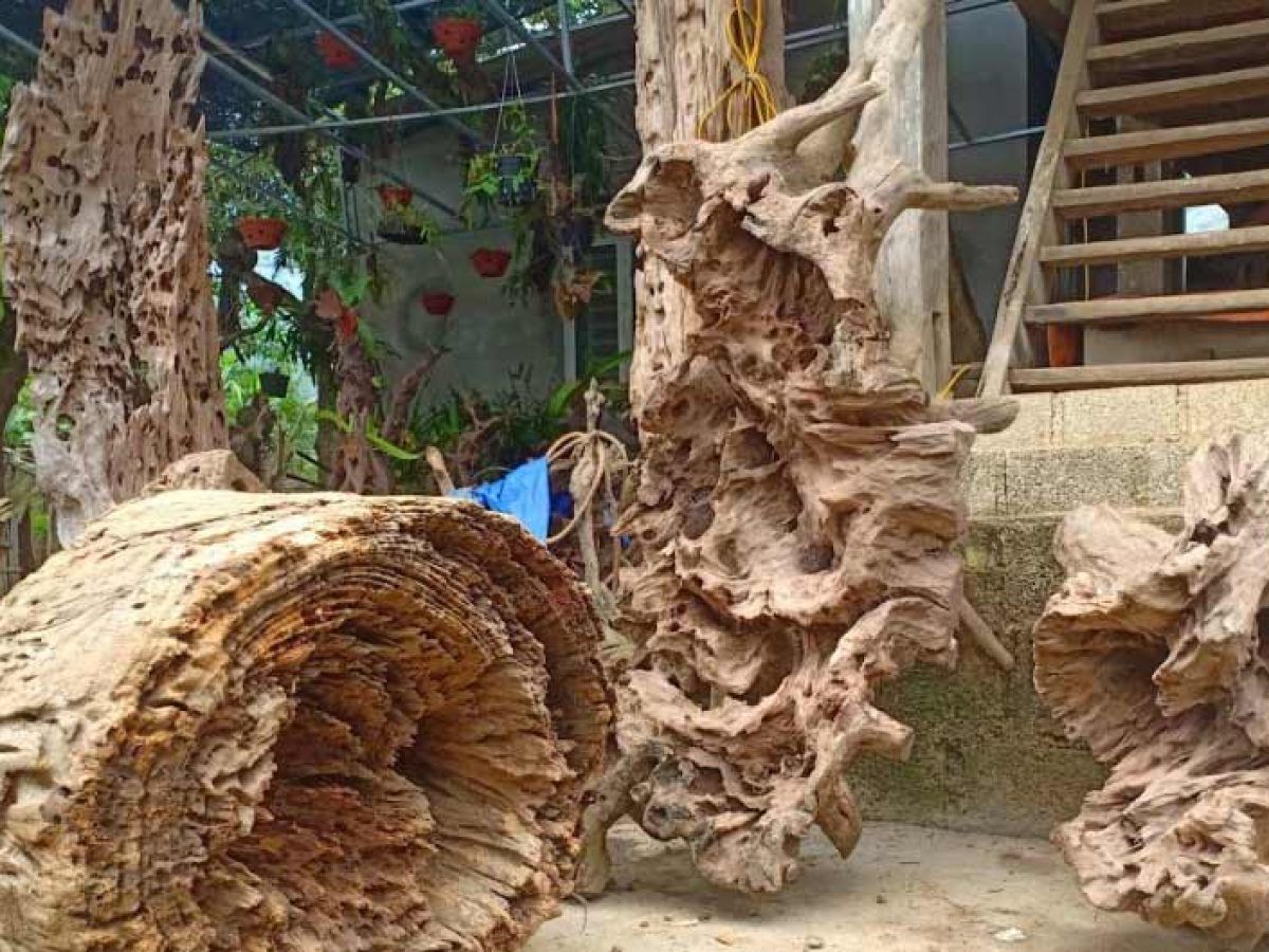 Khối gỗ lũa thô chưa được gia công tạo cảm giác cổ kính