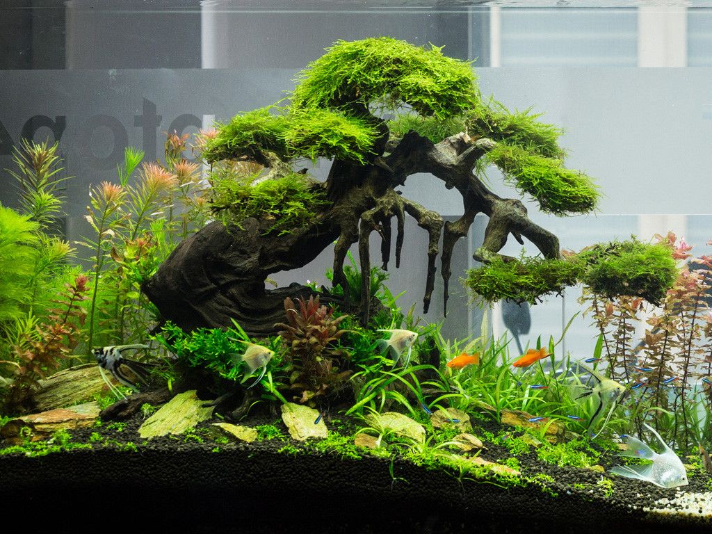 Khối gỗ gụ thủy sinh sử dụng trang trí bể cá nhỏ tạo sự độc lạ quyền lực