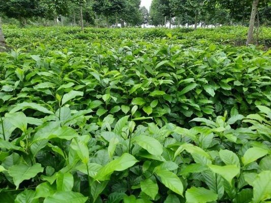 Cây dổi có mùi thơm nhẹ dịu đặc trưng