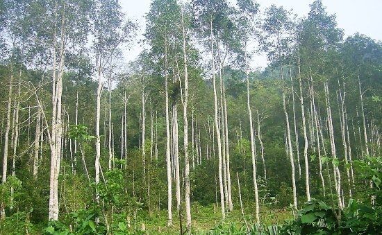 Cây dổi ưu khí hậu ẩm, mưa nhiều nên rất thích hợp trồng ở những vùng núi phía Bắc nước ta