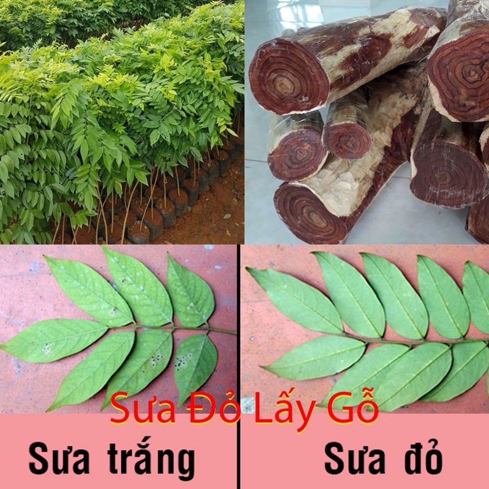 Giá thành loại gỗ sưa đỏ phụ thuộc vào tuổi và đường kính cây