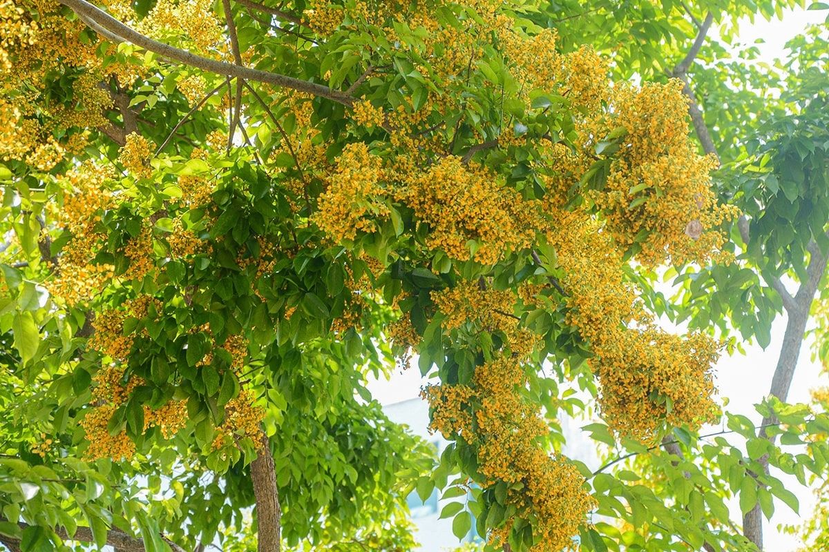 Cây gỗ sưa vàng thường được trồng làm cây bóng mát hoặc làm cảnh