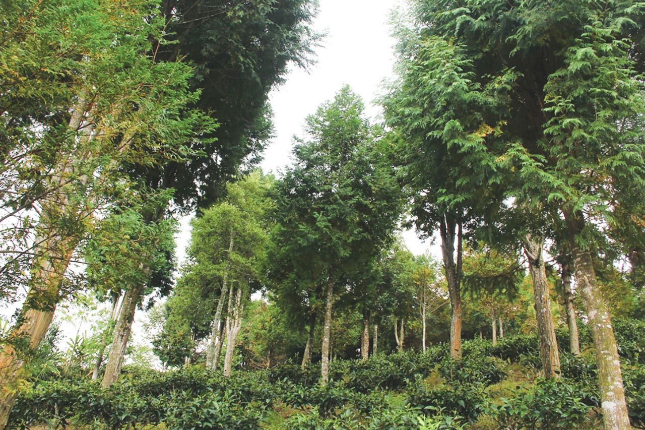 Rừng cây pơ mu tại Nghệ An