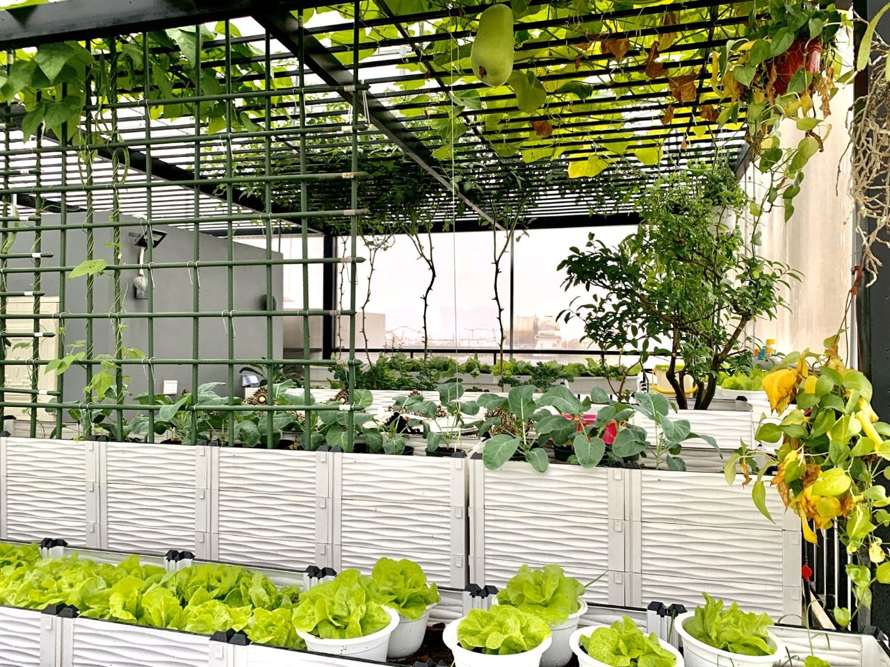 Có thể tận dụng khung sắt trong trang trí sân thượng để trồng các loại hoa hoặc thực phẩm dạng thân leo đều vô cùng phù hợp