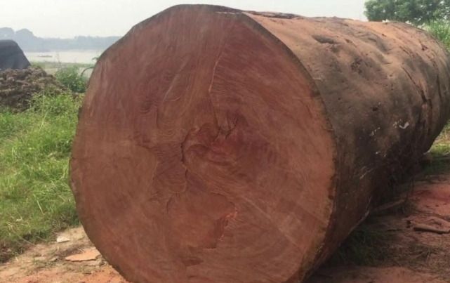 Gỗ đinh hương là một trong những dòng gỗ quý hiếm của Việt Nam