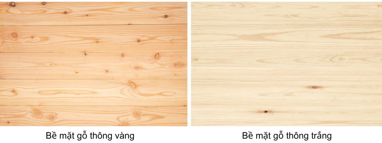 Bề mặt gỗ thông vàng và thông trắng