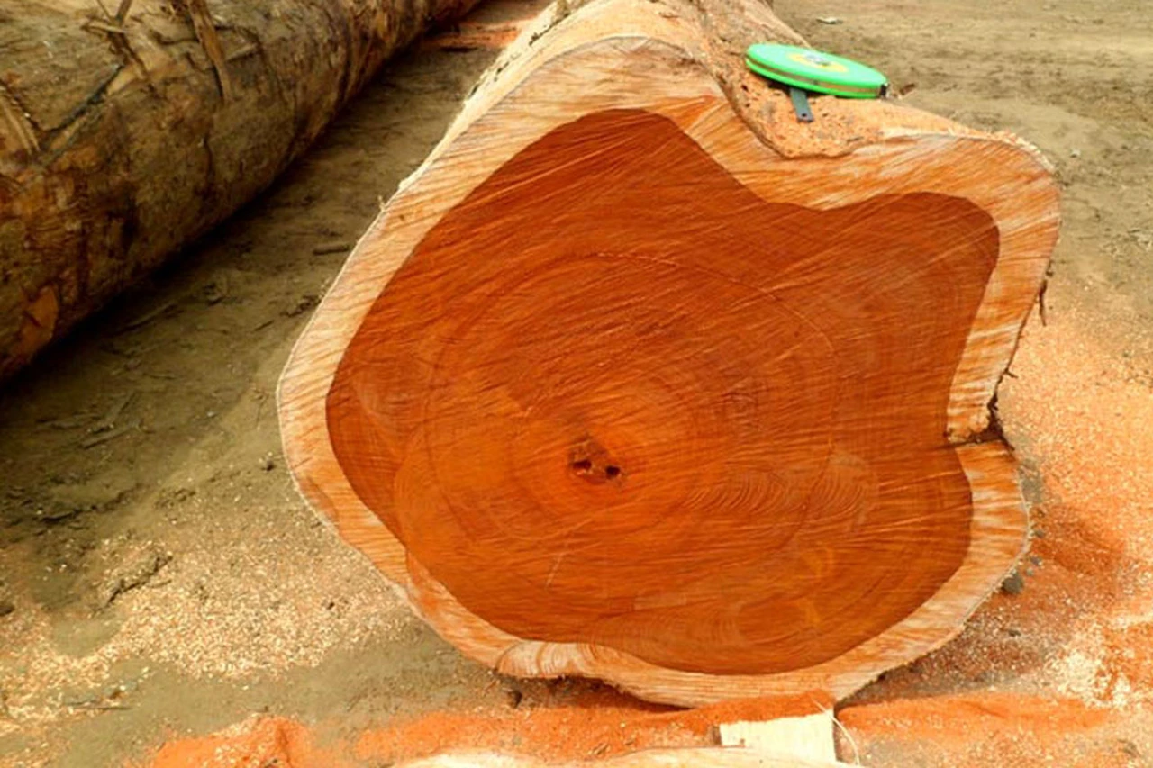 Mặt cắt của cây gỗ Teak