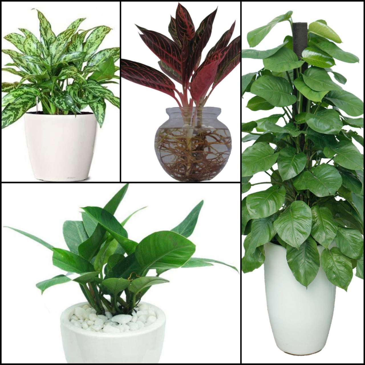 Cách trang trí phòng khách nhà cấp 4 đẹp với cây xanh