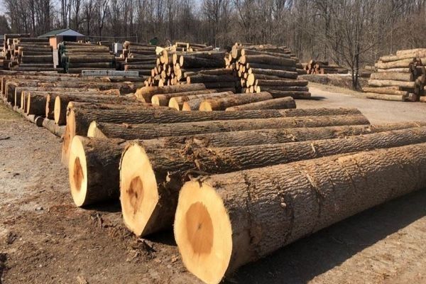 Chi tiết về gỗ dổi và những ứng dụng trong thiết kế nội thất